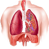 Pulmonary